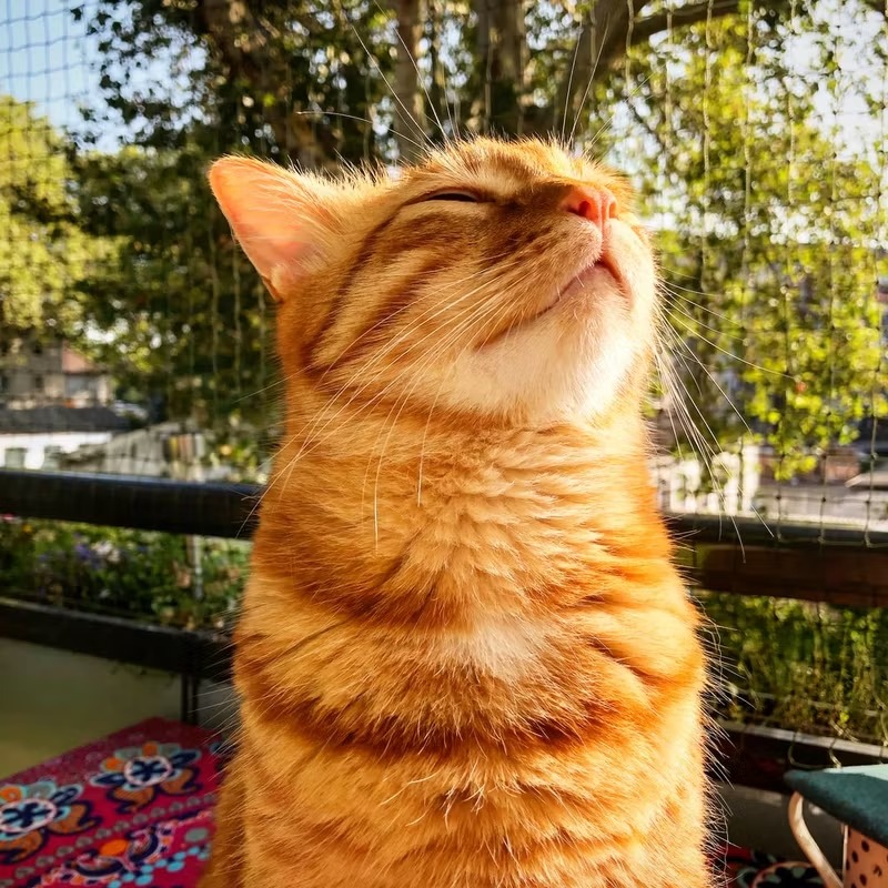 Aesthetic Cat Pfp