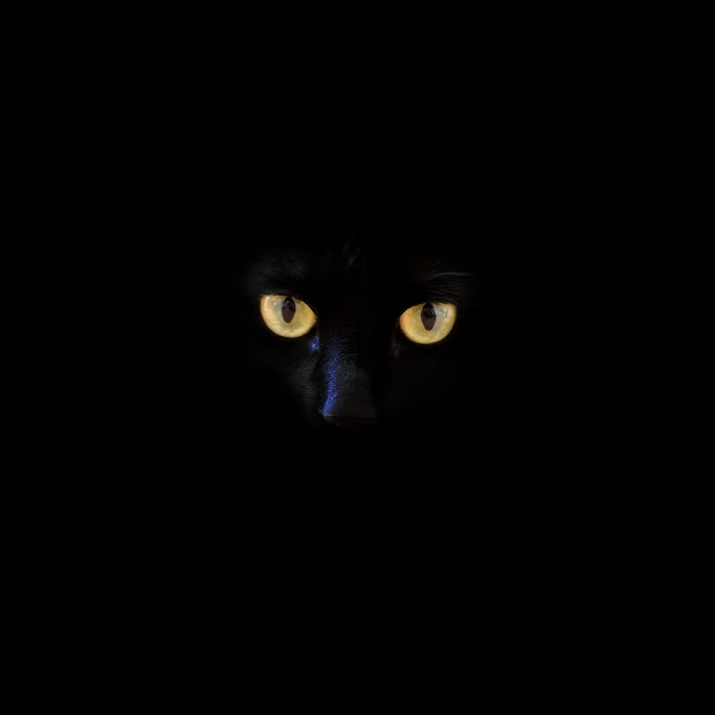 Anime Cat Pfp