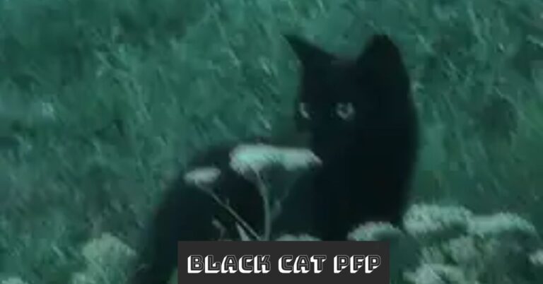 Black Cat PFP