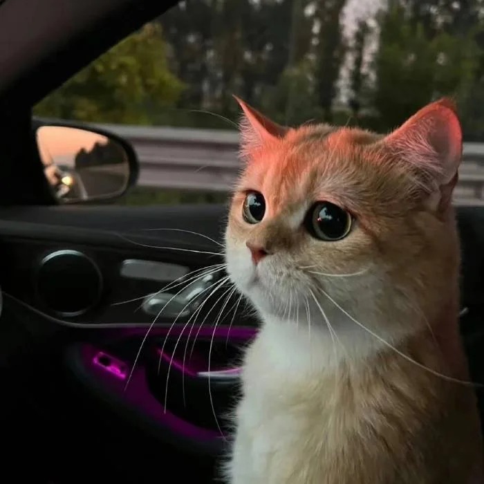 Blaze The Cat Pfp