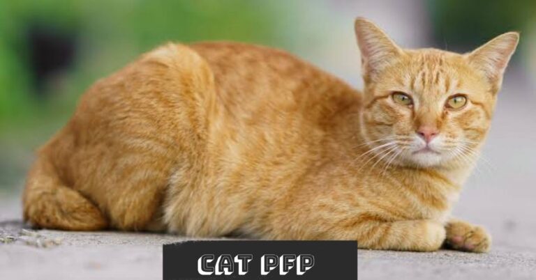 Cat PFP