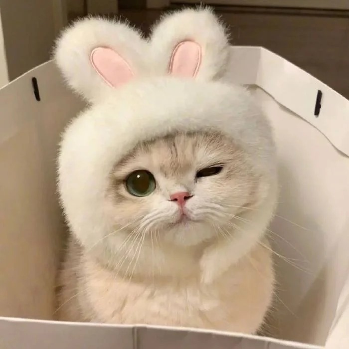 Cat Pfp Aesthetic