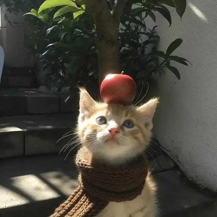 Cat Pfp Discord