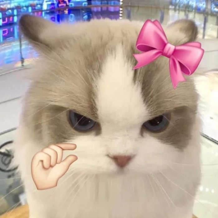 Cat Pfps