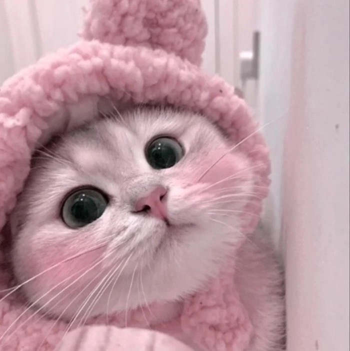 Cat Pfp​