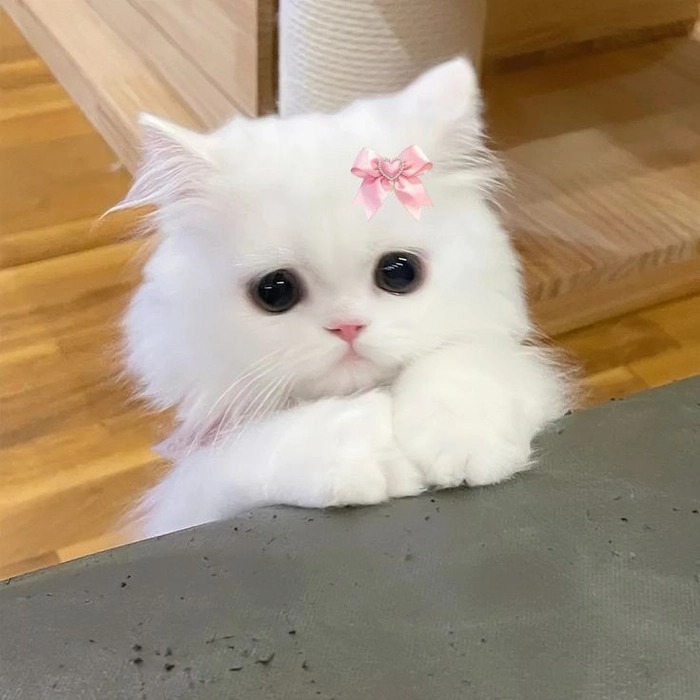 Cats Pfp