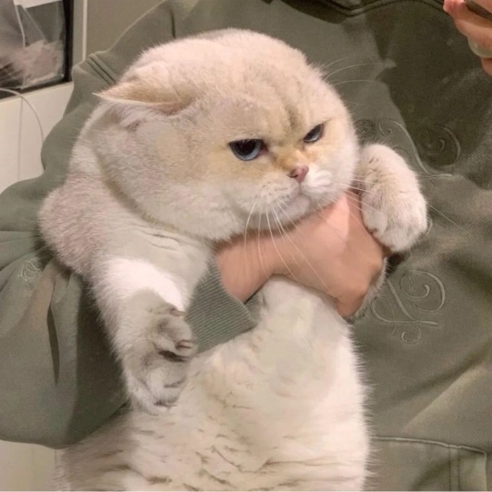 Christmas Cat Pfp