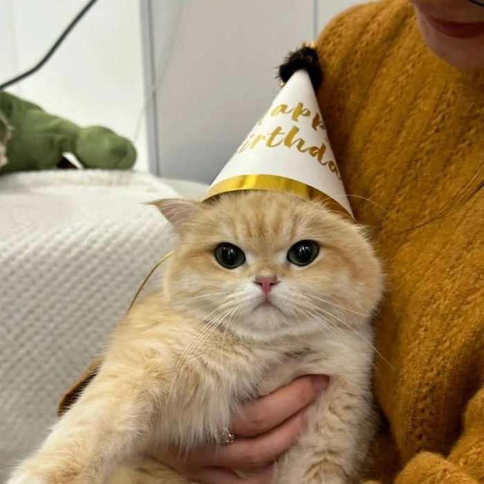 Cool Cat Pfp