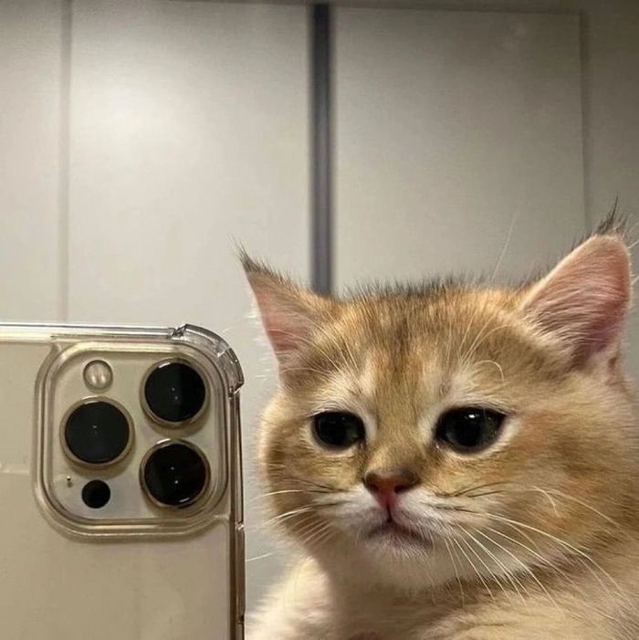 Cute Cat Pfp​