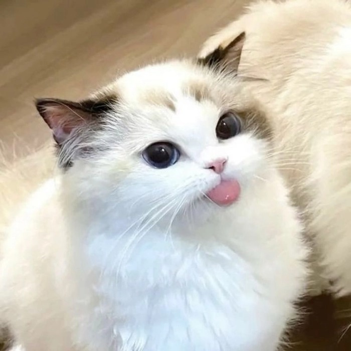 Cute Pfp Cats