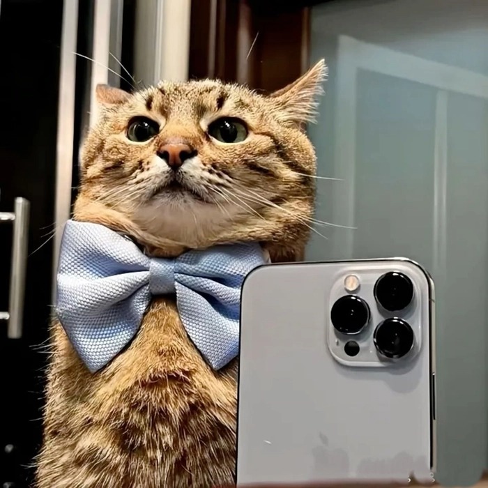 Funny Cat Pfp For Instagram