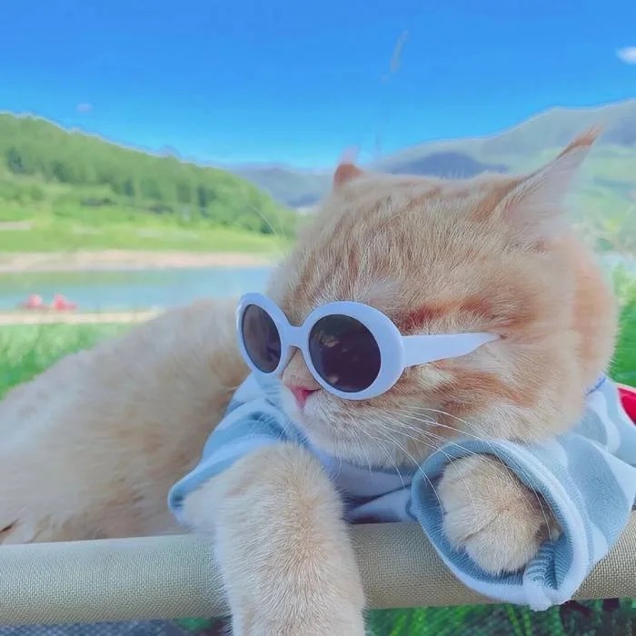 Goofy Cat Pfp