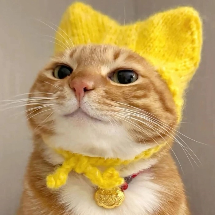 Kitten Cute Cat Pfp