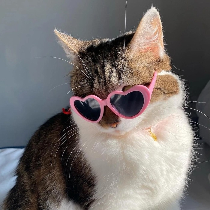 Korean Cat Pfp​